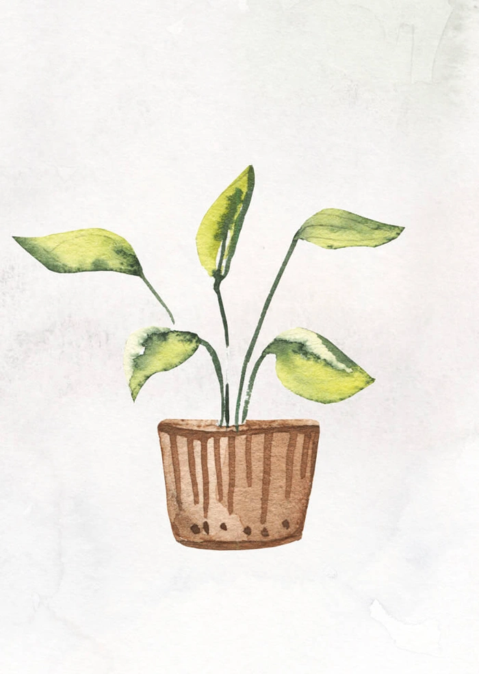 Plant in the pot