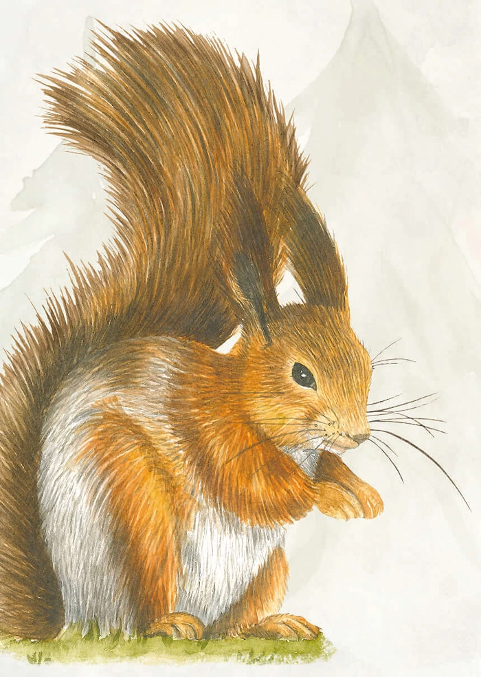Squirrel