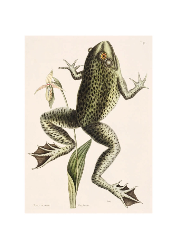 Bull frog