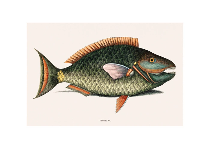 Parrot fish