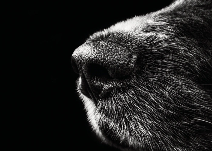 Nase