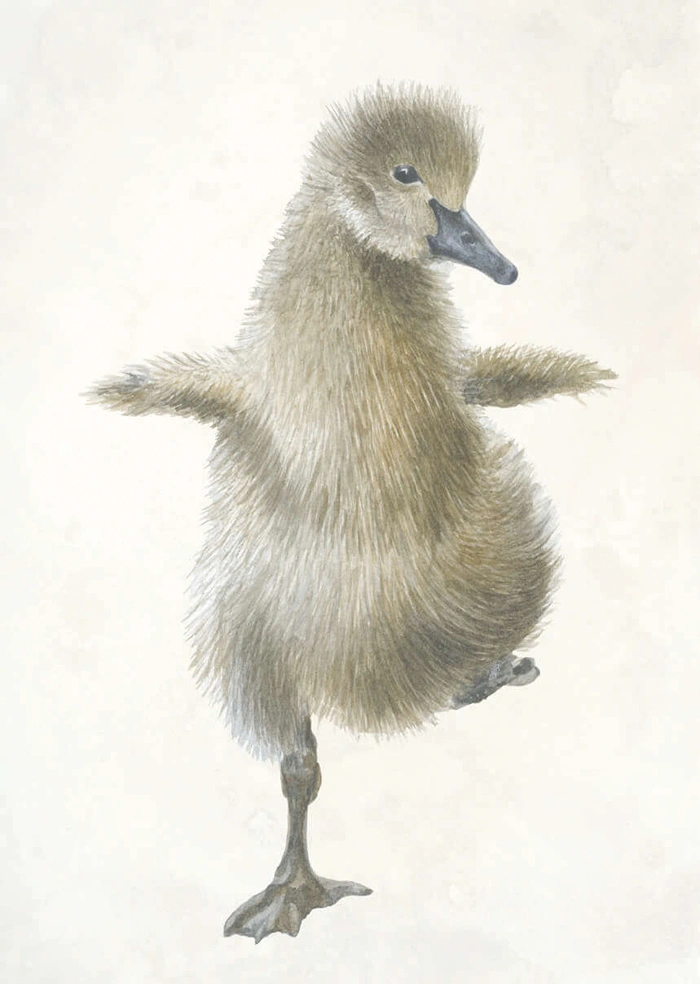 Duck