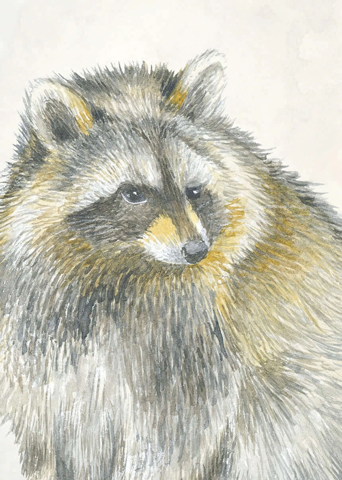 Raccoon
