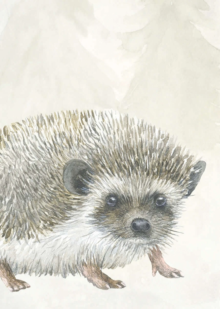 Hedgehog