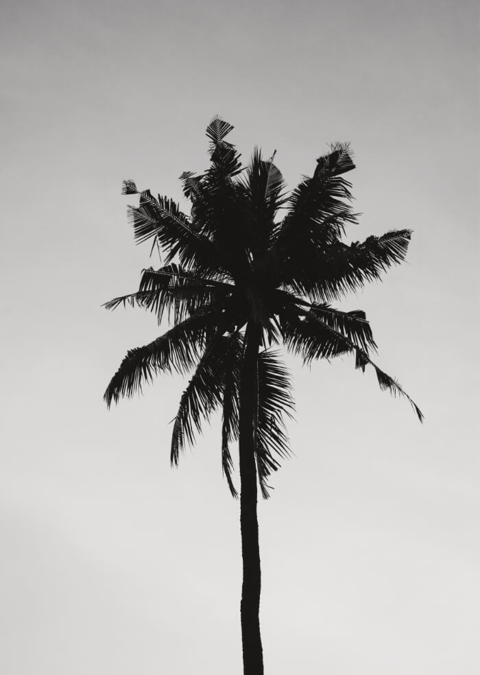 Palme