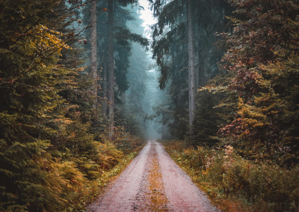Green forest poster