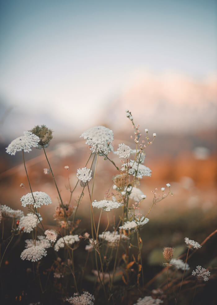 In the meadow