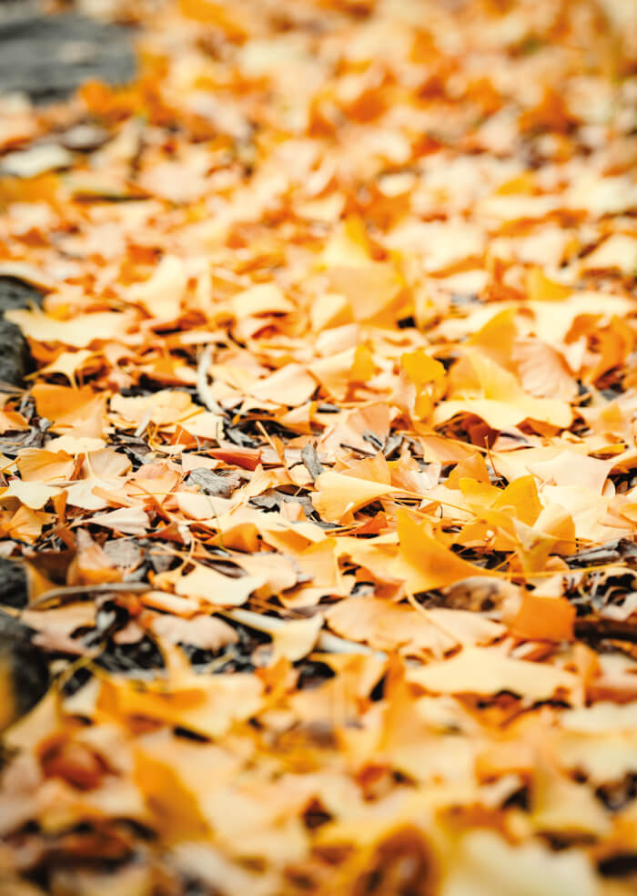 Autumn time