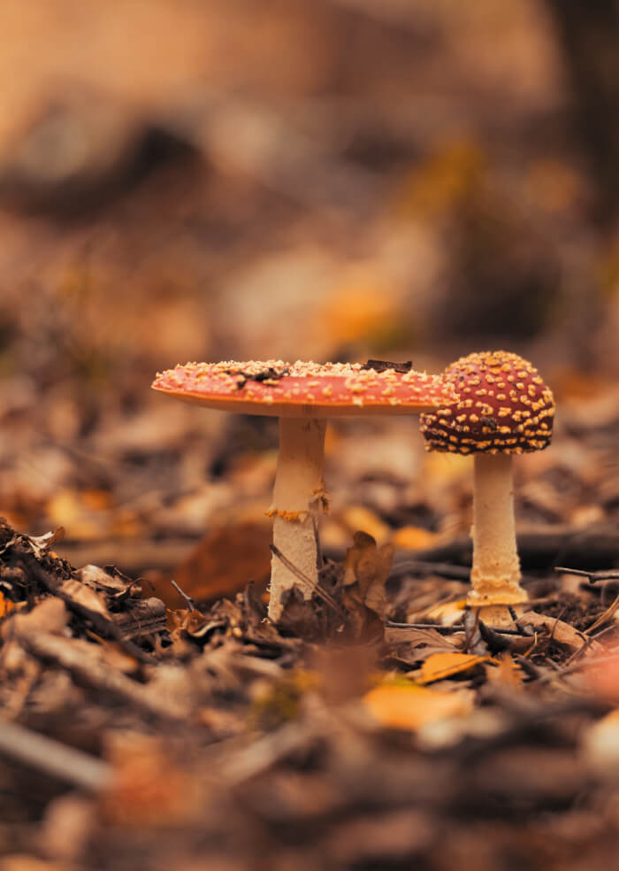 Autumn