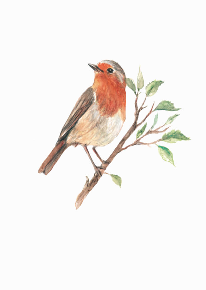 Robin