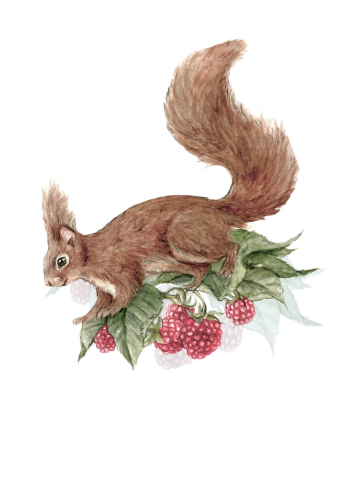 Squirrel