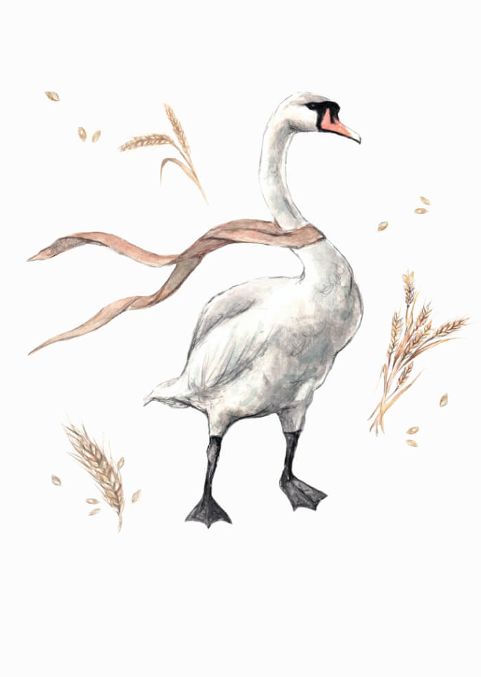 Swan
