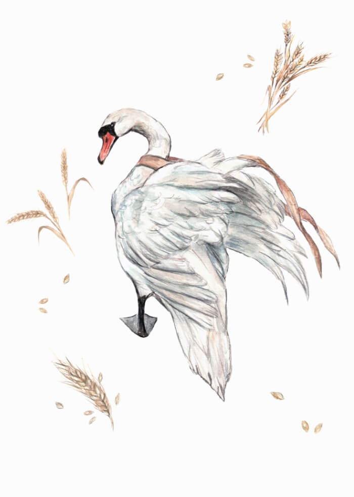 Swan