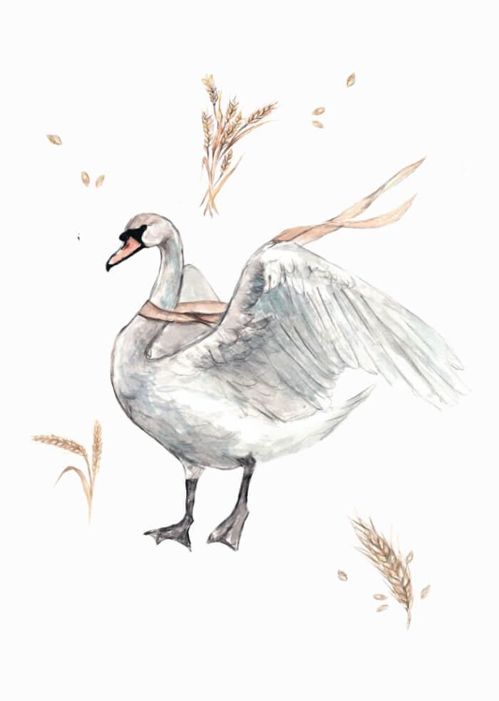 Swan