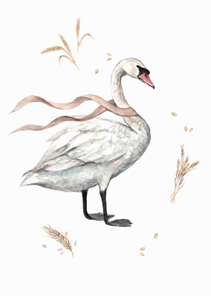 Swan