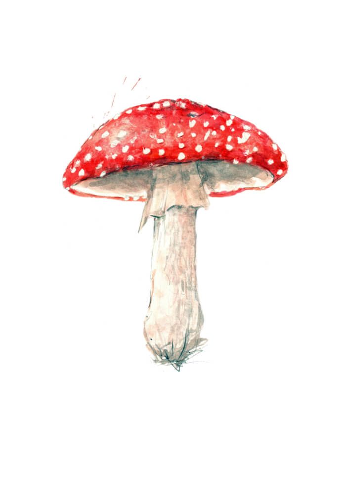 Toadstool
