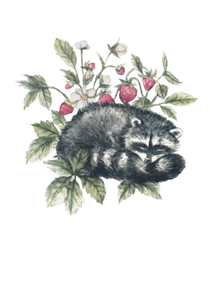 Raccoon