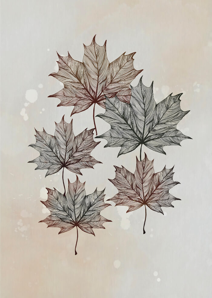 Maple