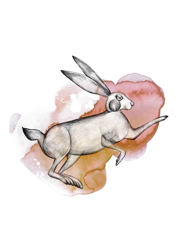 Hare