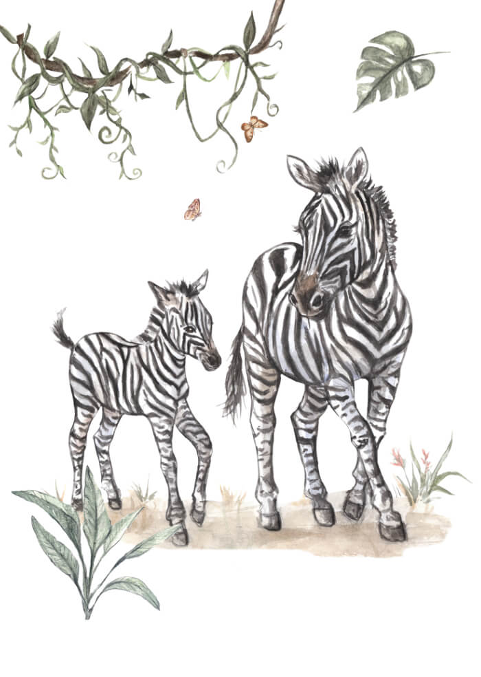 Zebras