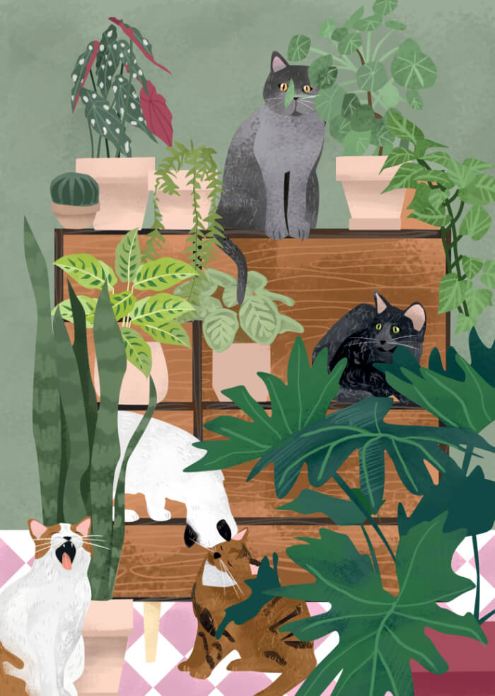 Cats