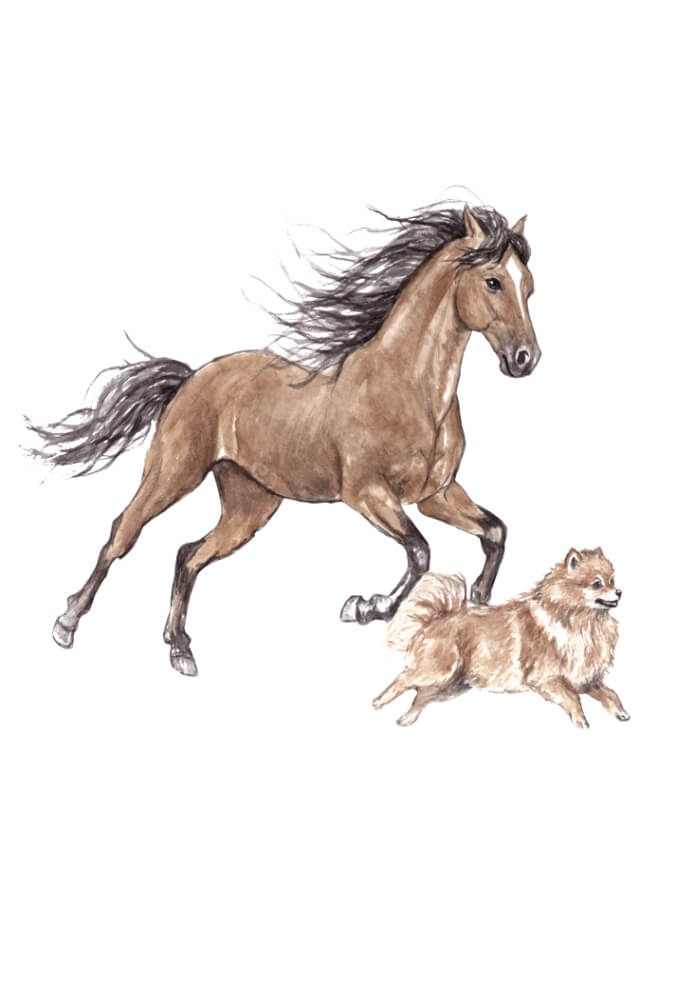 Mustang