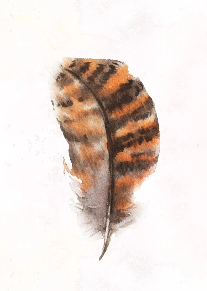 Brown feather