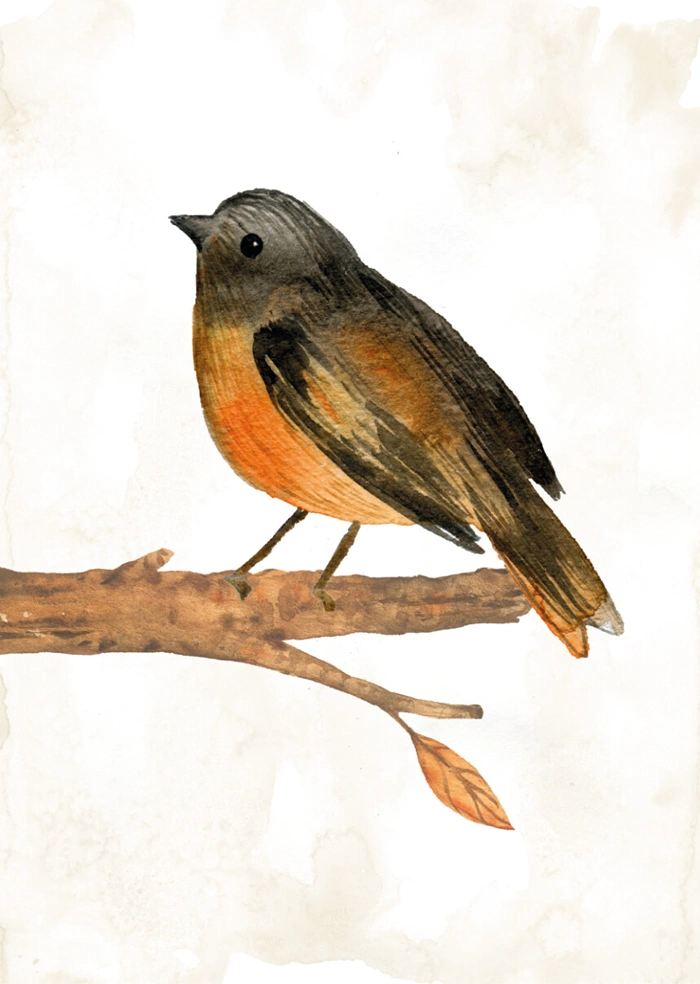 Little bird