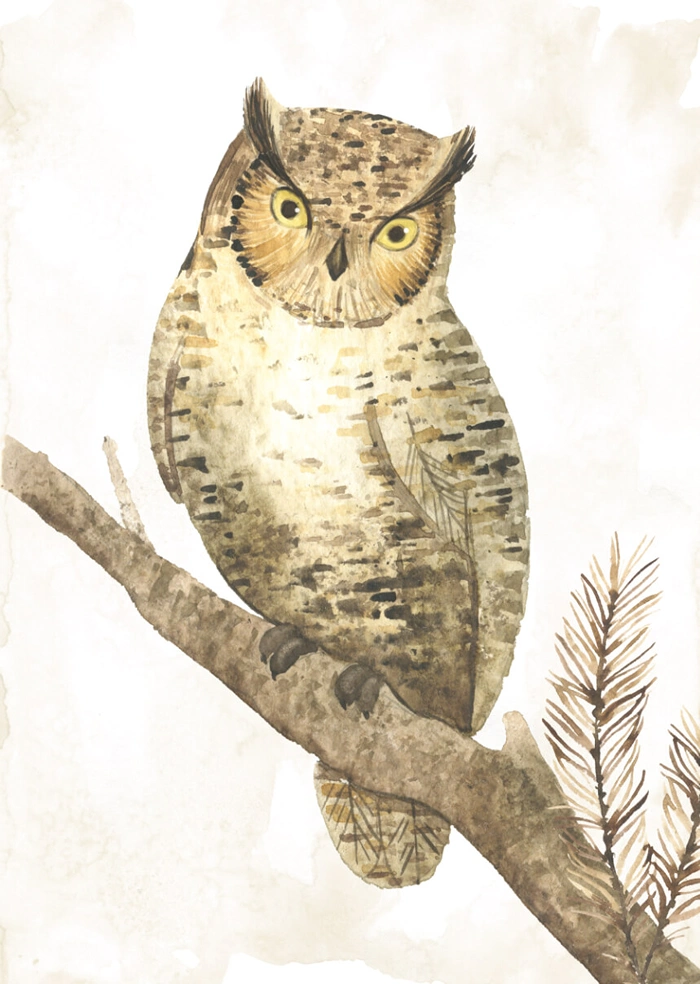 Owl on a branch