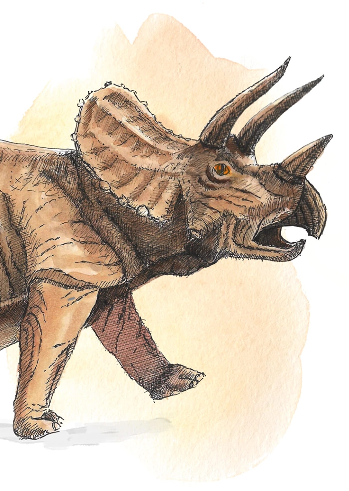 Triceratops