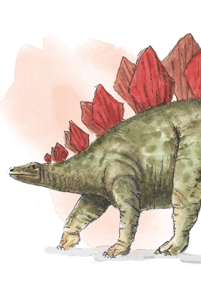 Stegosaurus