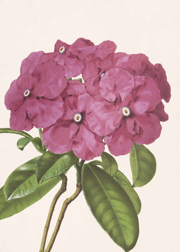 Brunfelsia