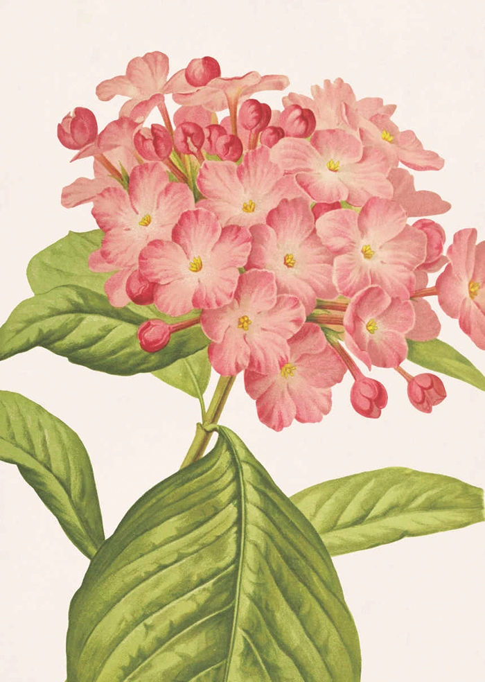 Luculia