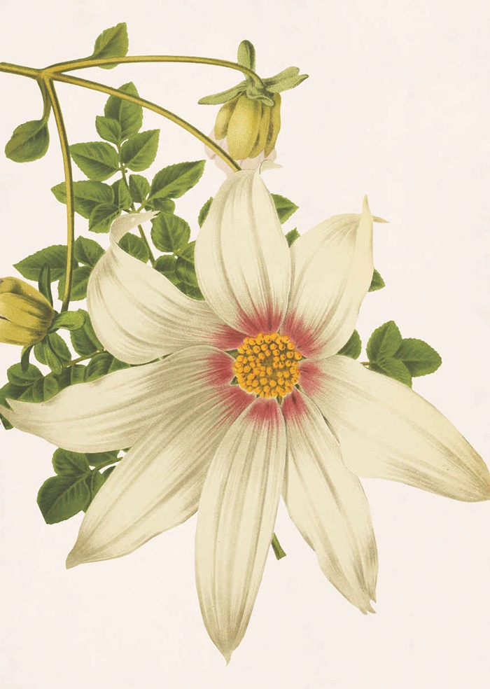 Dahlia