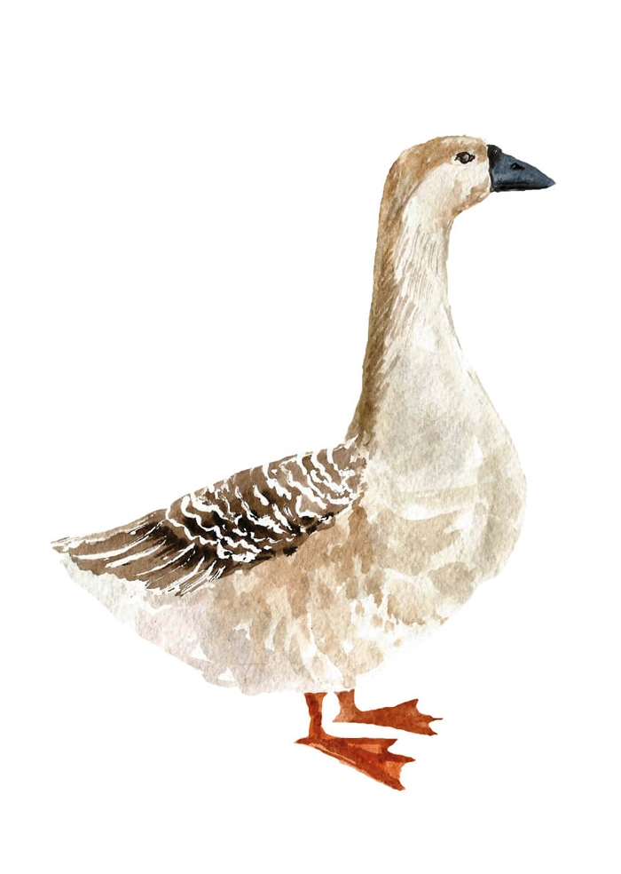 Gans