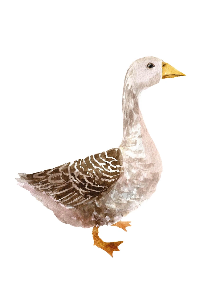 Gans