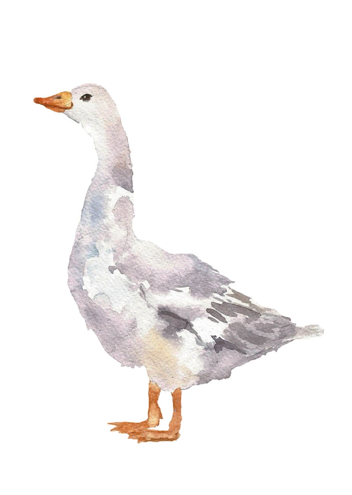 Gans