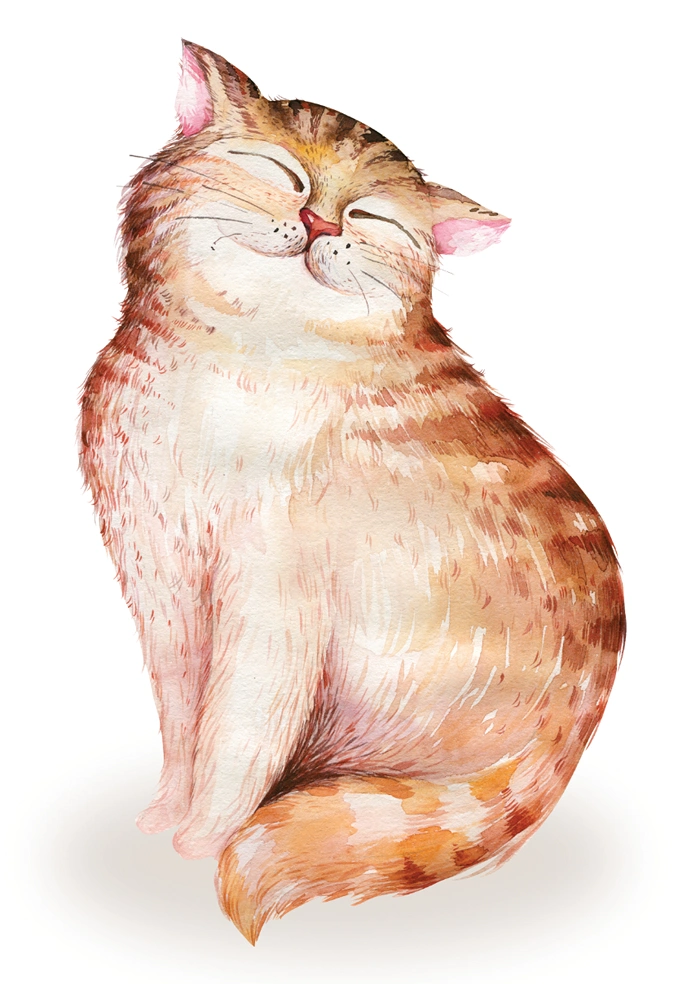 Katze