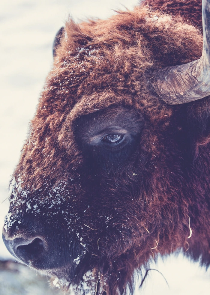 Wisent