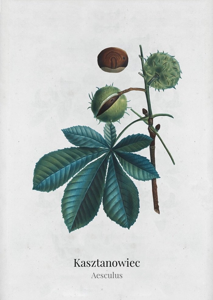 Horse chestnut