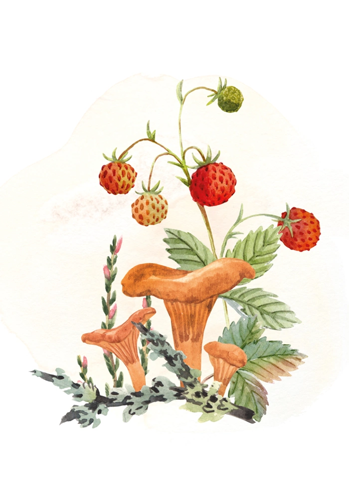 Strawberries