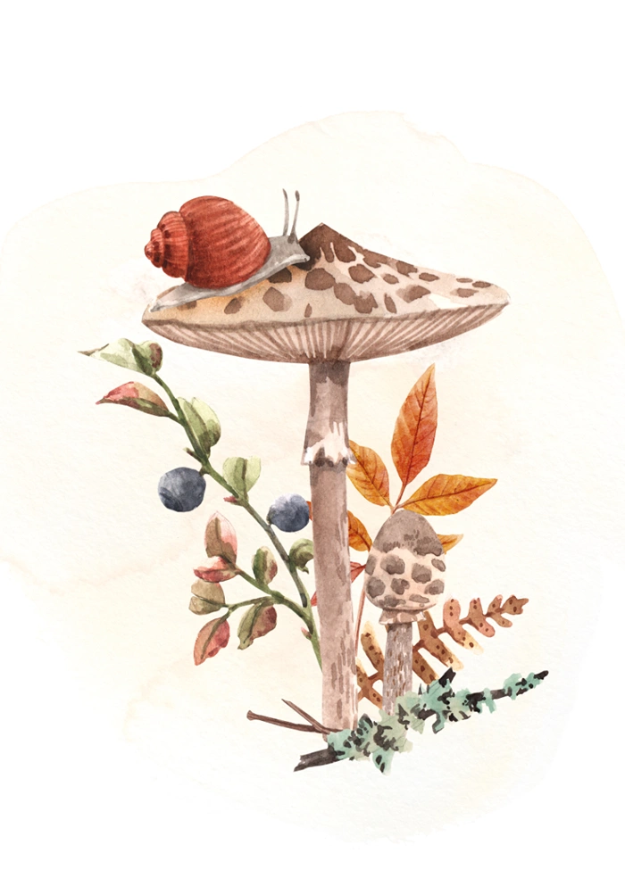 Snail