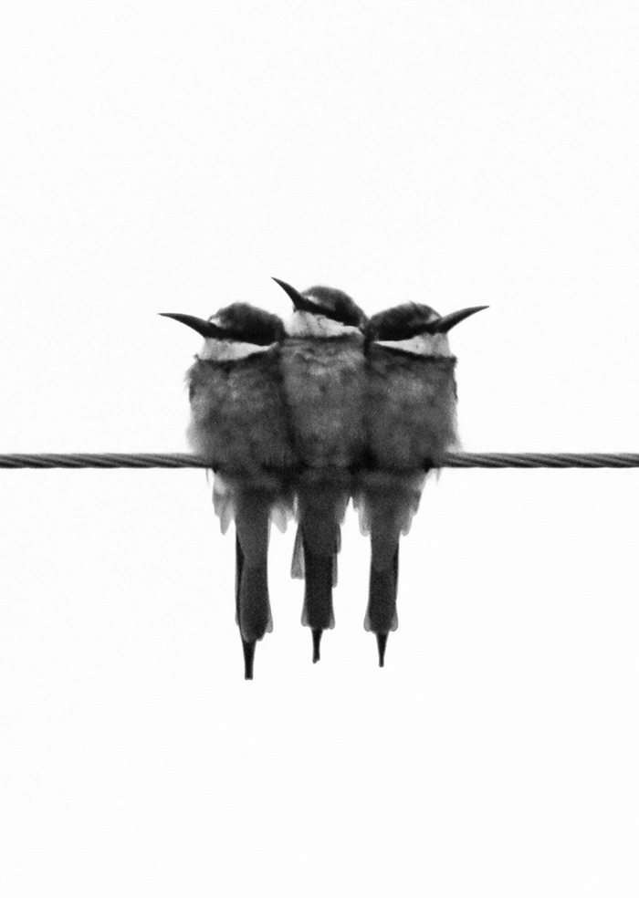 Birds on the wire