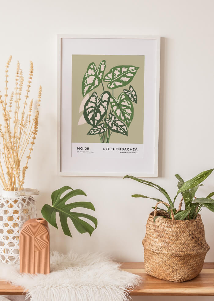 Dieffenbachia – 1