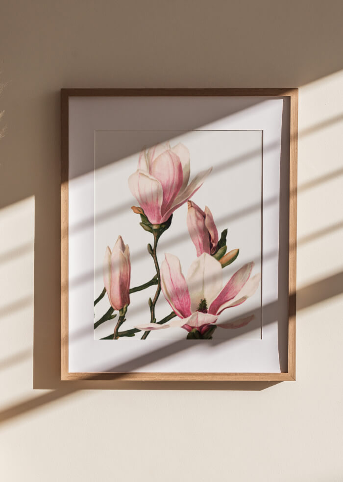 Magnolie – 2