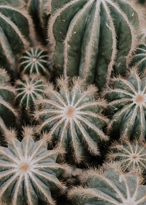 Cactus