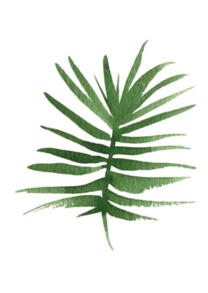 Palme