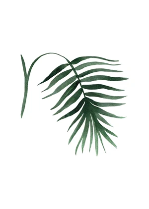 Palme