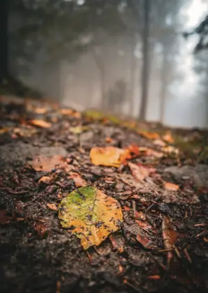Leaf