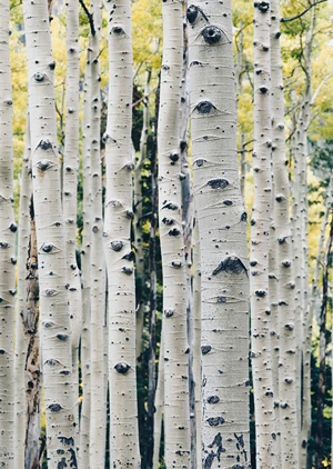 In birch grove